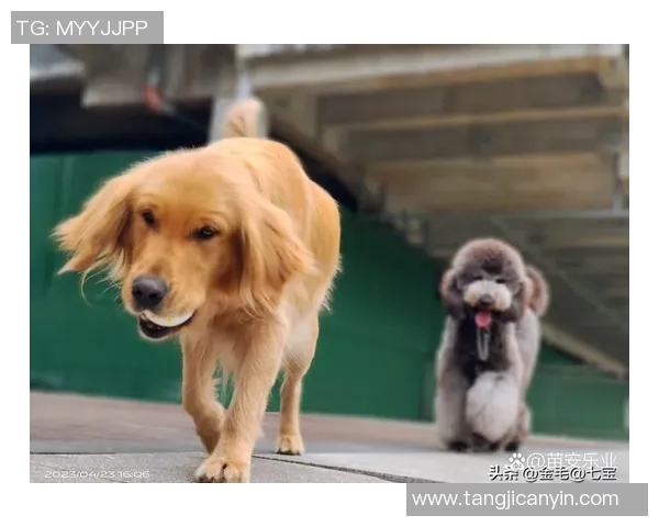 足球球星爱犬排名前十揭晓 看看你的偶像宠物排第几